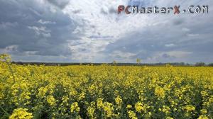 PCMasterX_Canola_Field_600